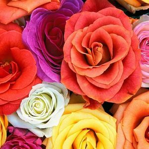 Meet your Posher, Sharon